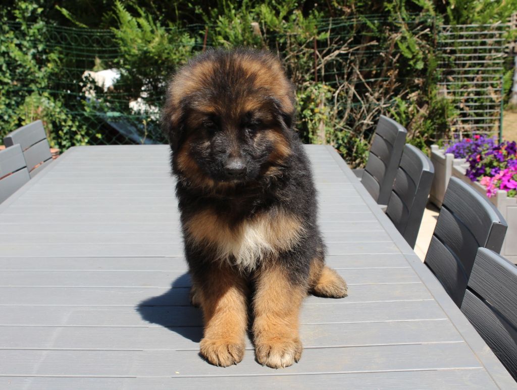 CHIOTS POILS LONG LOF DISPONIBLE MAINTENANT