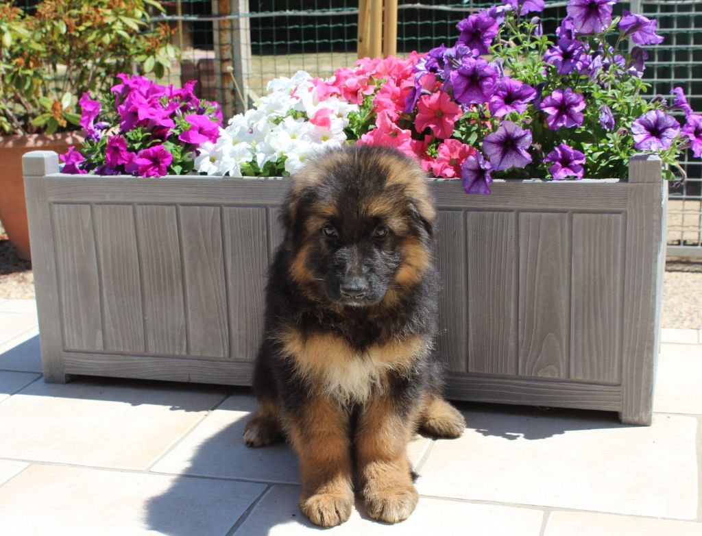 CHIOTS LOF POILS LONG DISPONIBLE MAINTENANT