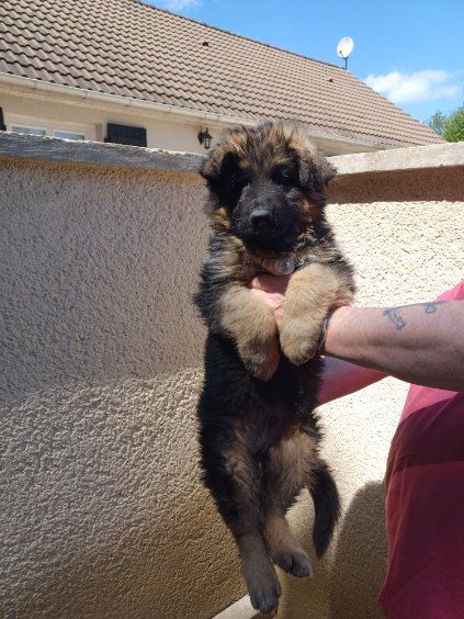 Chiot male Poils long LOF Disponible