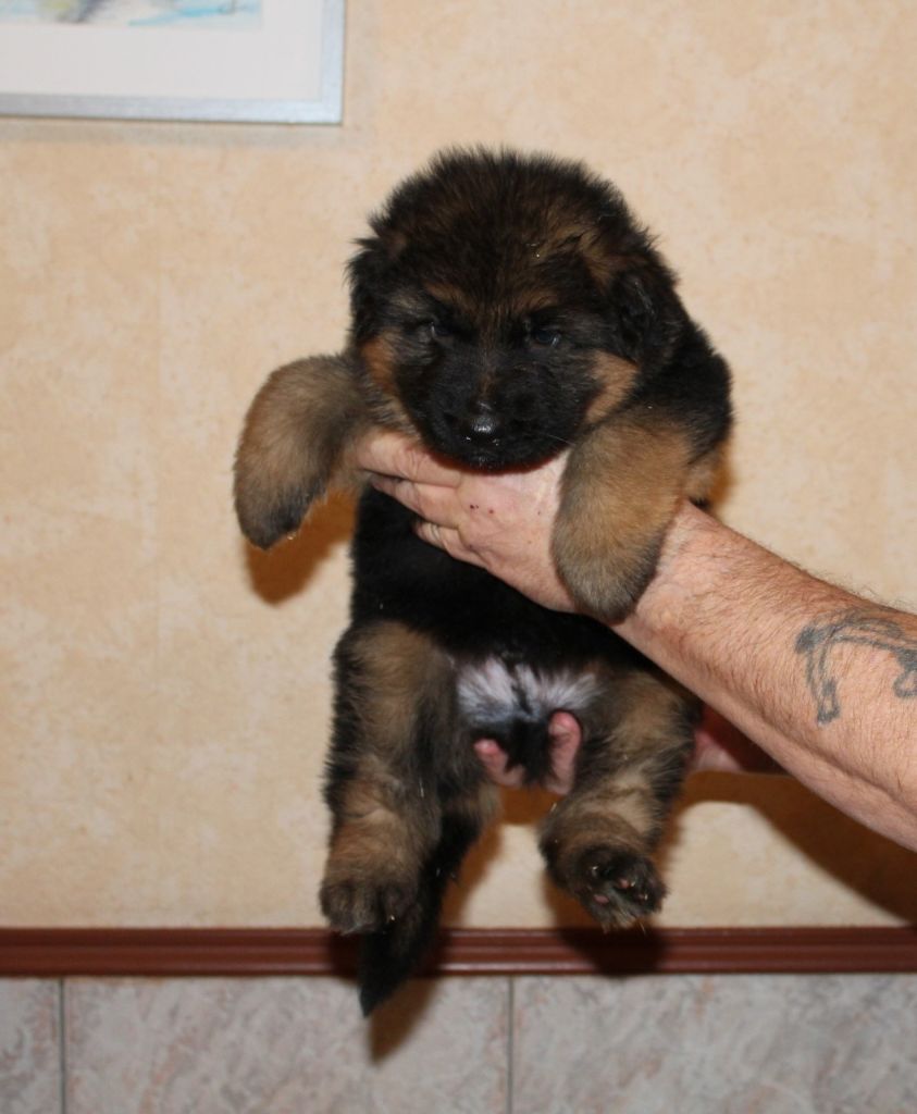 CHIOT