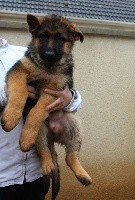 CHIOT