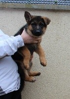CHIOT