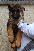 CHIOT