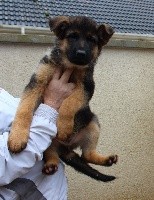 CHIOT