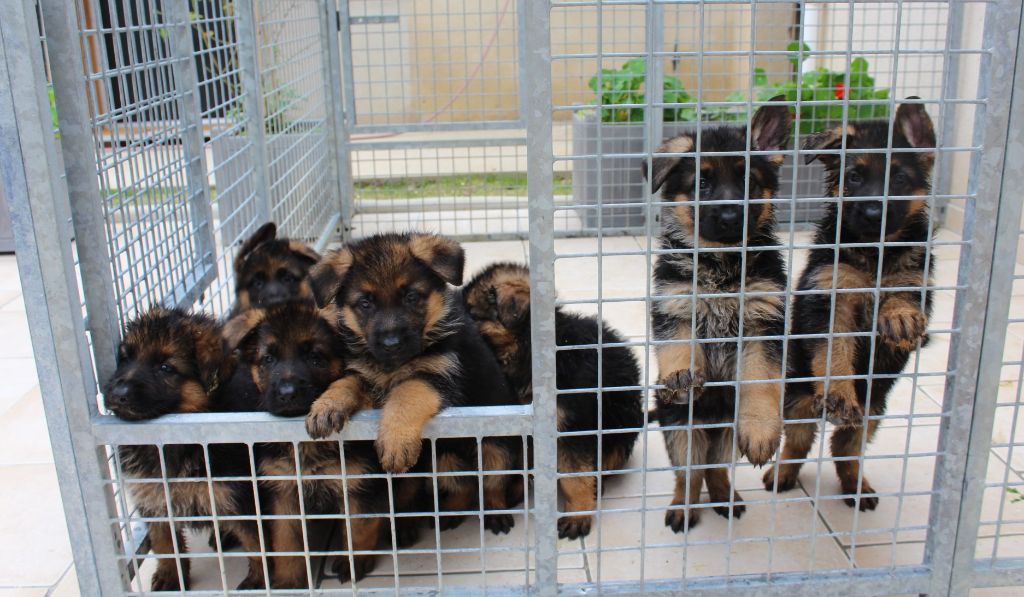 Chiot Berger Allemand de la Roche Clotilde