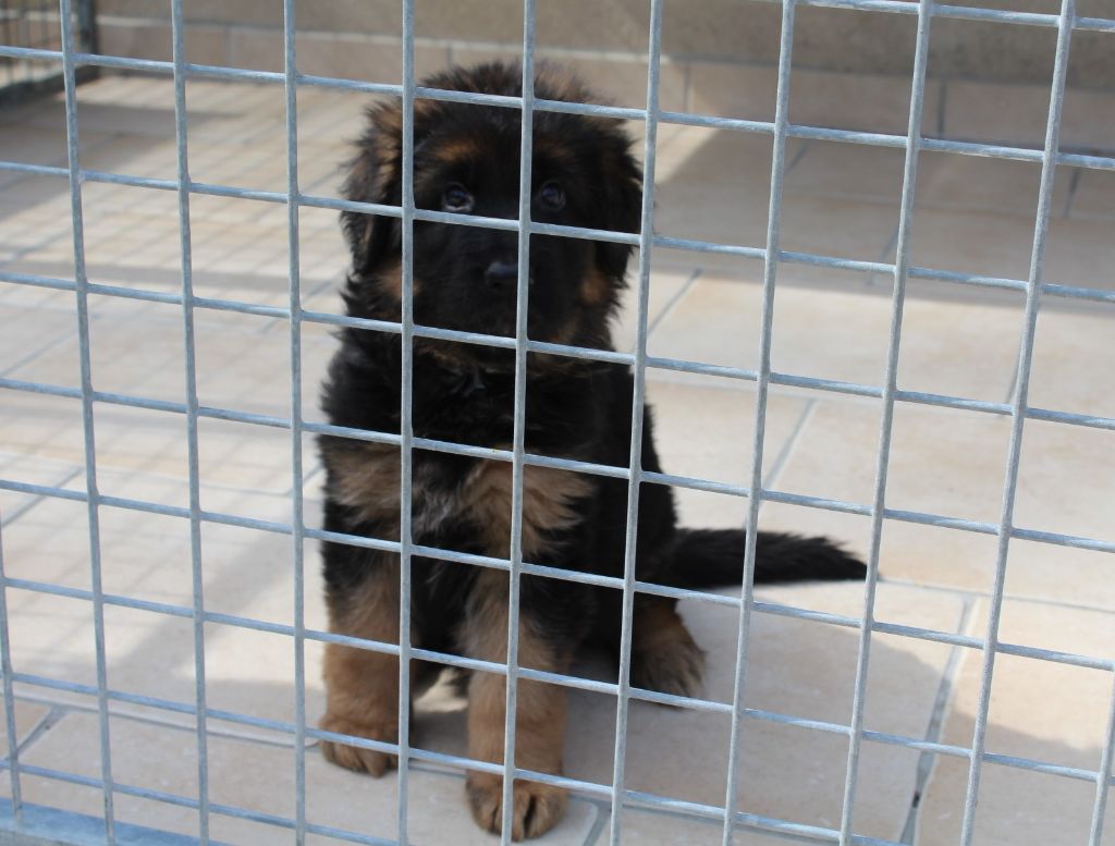 CHIOT 2